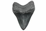 Serrated, Fossil Megalodon Tooth - South Carolina #380128-2
